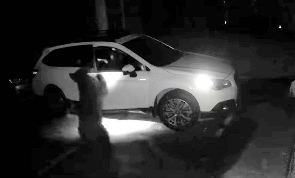 A bear in Colorado breaking into an auto in Breckenridge.