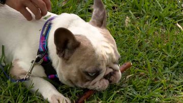 French Bulldog reunited with his owner after 10 days away from home.