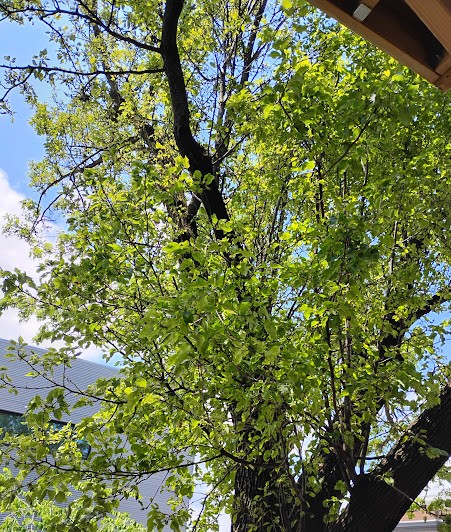 Photo Credit: I snapped it a little bit ago from the coffee shop.