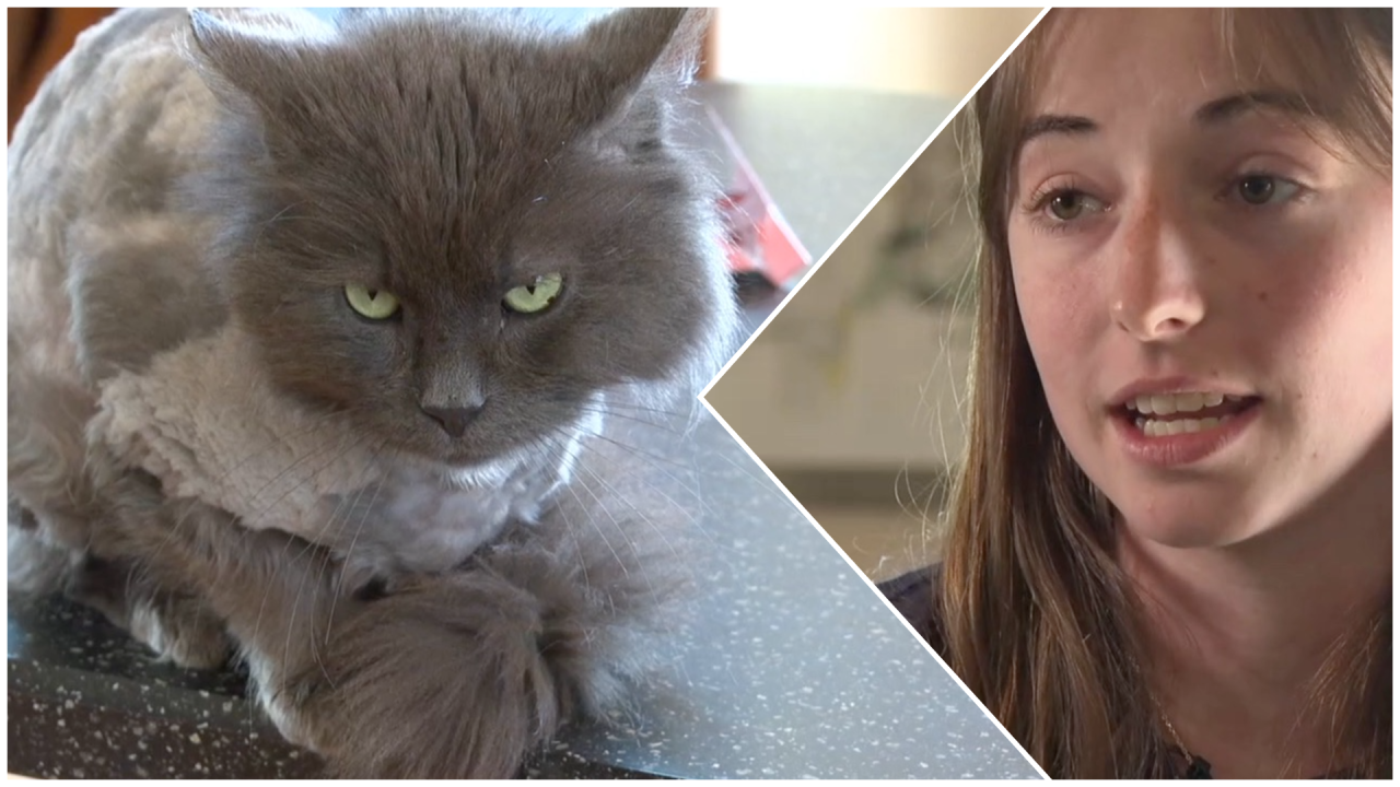 Buddy who went missing three years ago reunites with his owner.