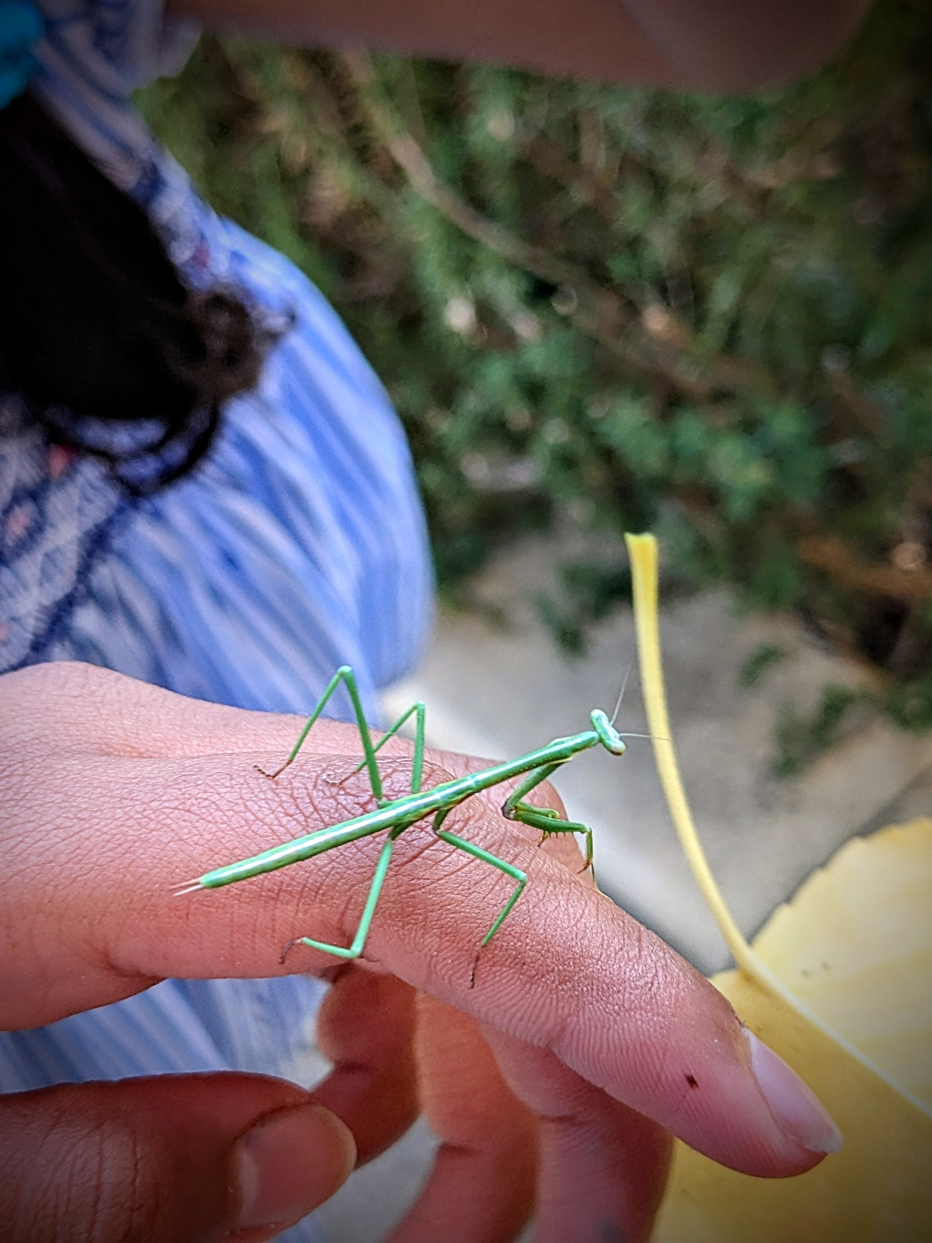 A praying mantis