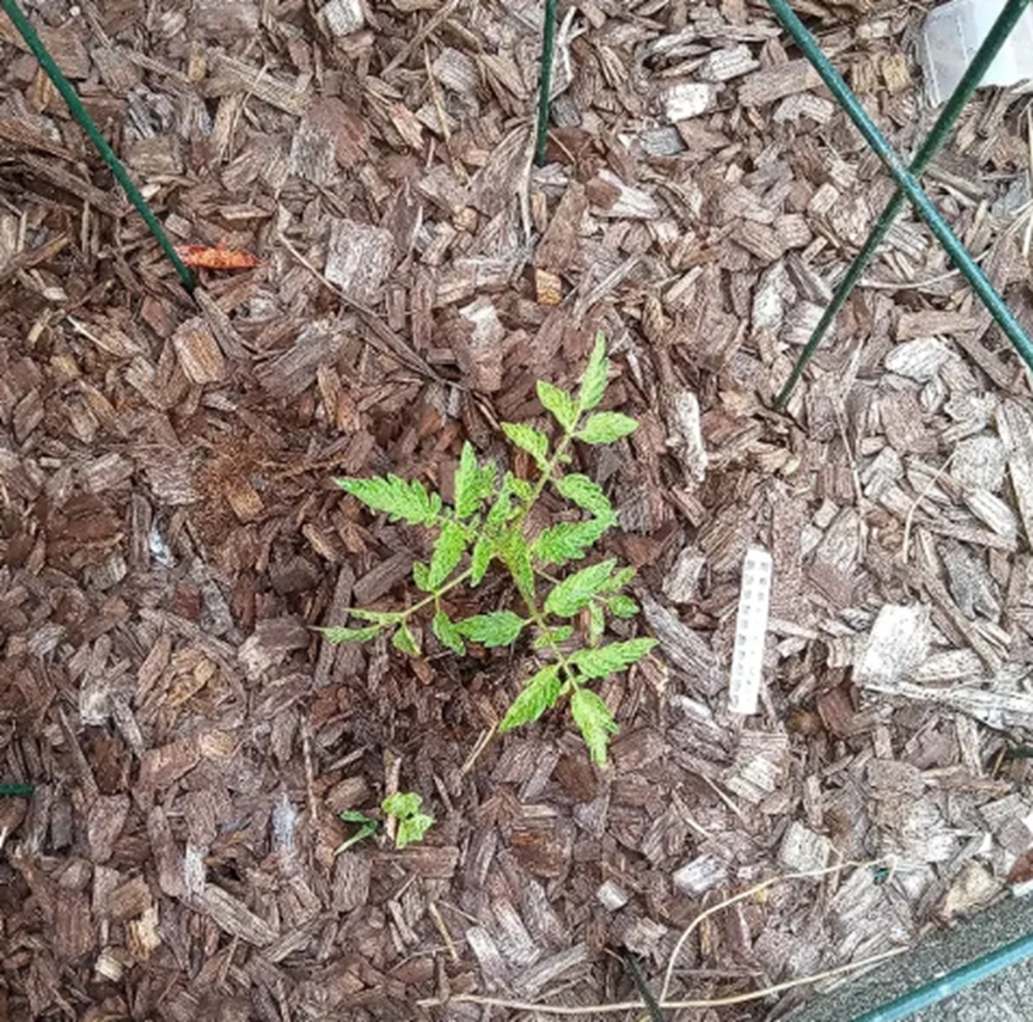 Photo I took of the tomato plant I have growing 5-31-25