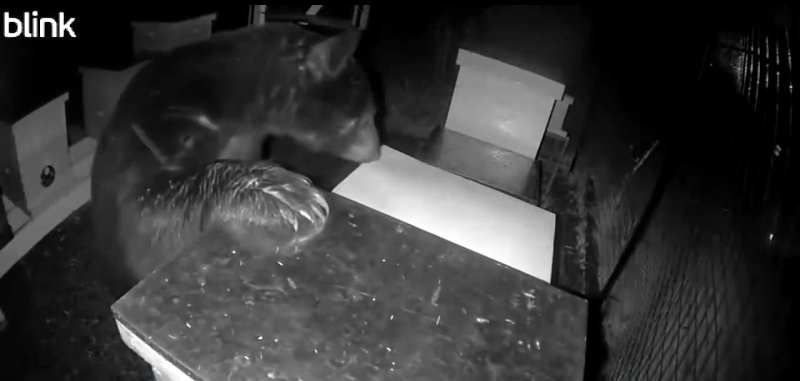 Bear in Ohio steals a beehive.     