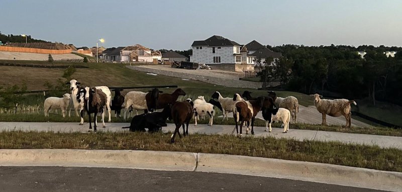 Sheep wandering in Leander Texas