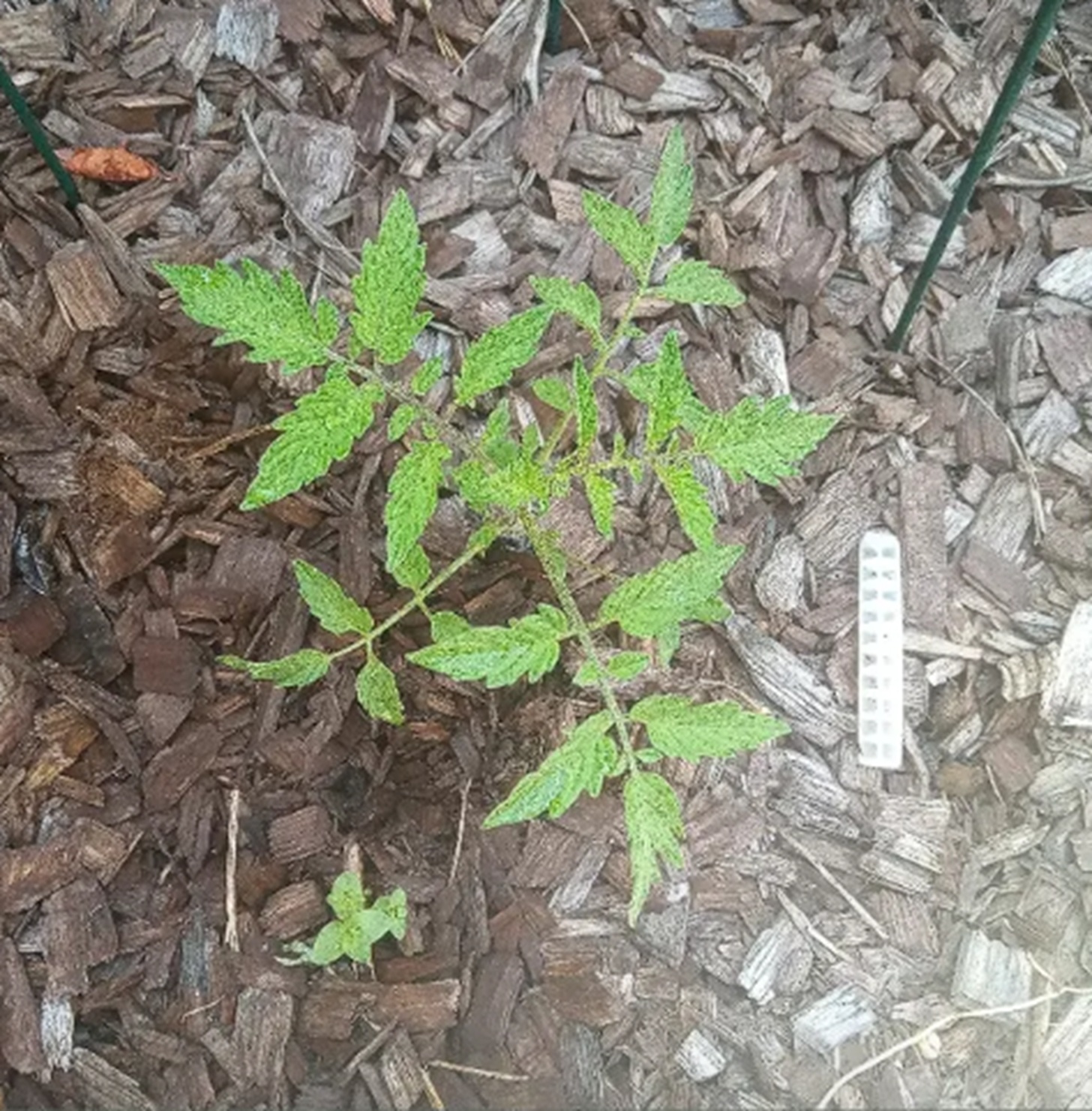 Photo I took of the tomato plant 6-23-25 Photo I took of the tomato plant 6-23-25