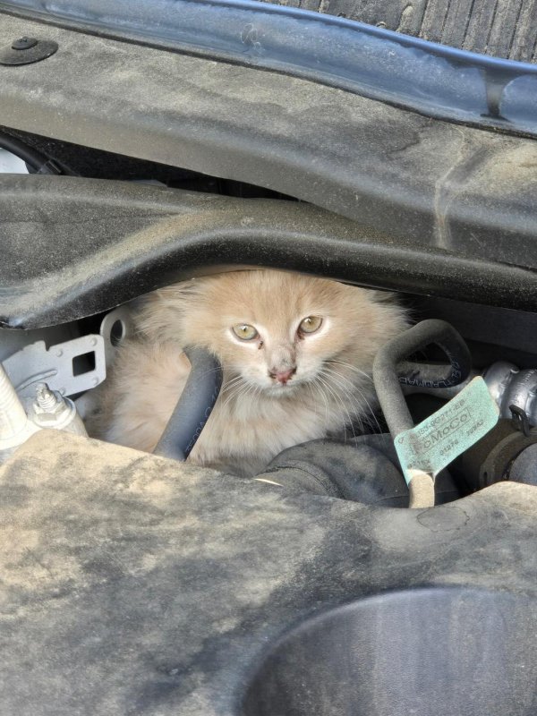 Cat rescued by an animal control officer in Pennsylvania Cat rescued by an animal control officer in Pennsylvania
