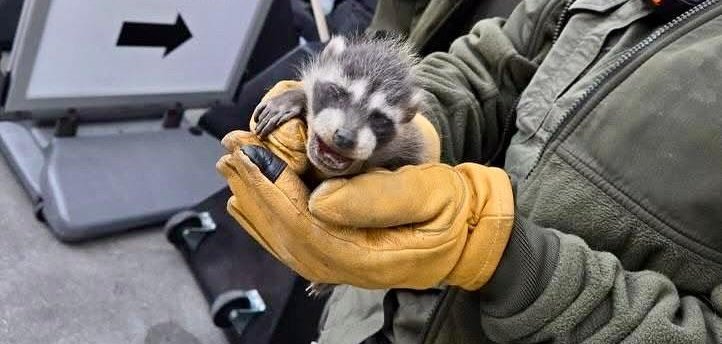 Baby raccoons who were stuck in a wall in a sports arena rescued. 