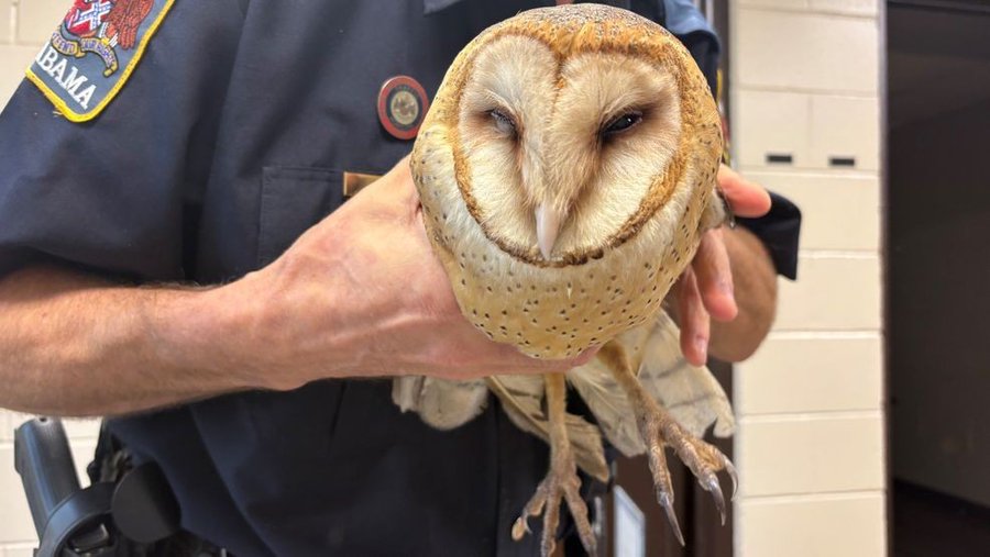 Injured owl rescued by a kindhearted police officer. 