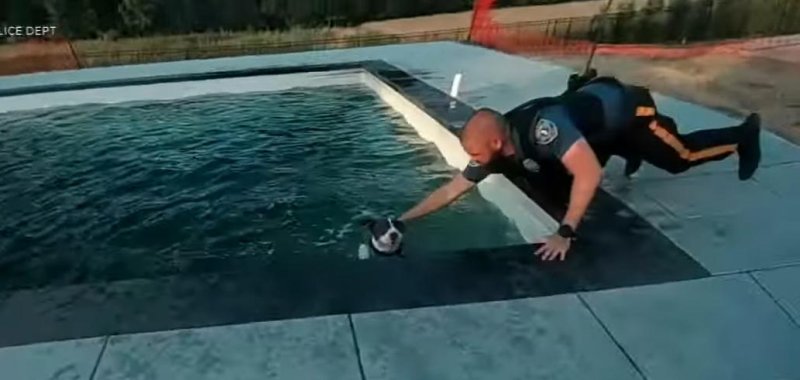 New Jersey police officers rescue a dog that entered a swimming pool. New Jersey police officers rescue a dog that entered a swimming pool.
