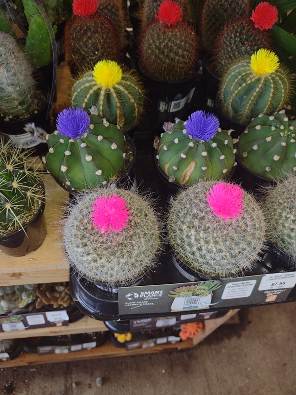 castus