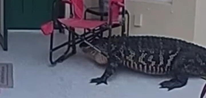 Alligator story from Lee County Florida. Alligator story from Lee County Florida.