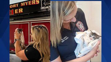 Kitten rescued by a firefighter in a fire station in Fort Myers Florida.
