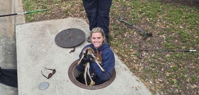 Animal control officer rescues a fawn in a storm drain in Texas