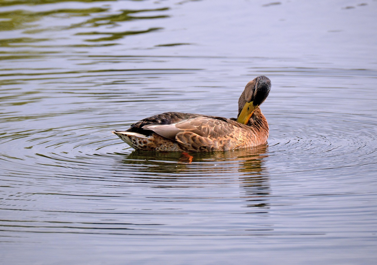 Even a duck is not asleep to its being a duck or is it?