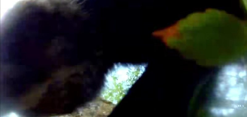 Black bear steals a camera in Jackson New Hampshire last month 