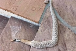 Diamondback found outside of a home in Scottsdale Arizona last month 