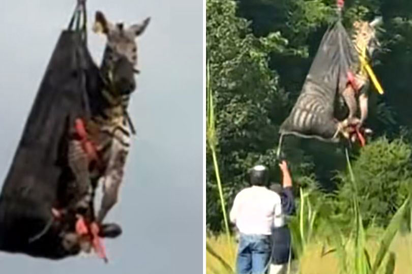 Ed the zebra coming back to his owners home in Tennessee.