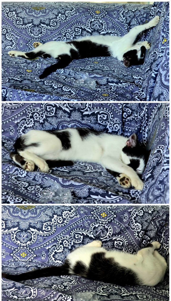 Robin sleeping