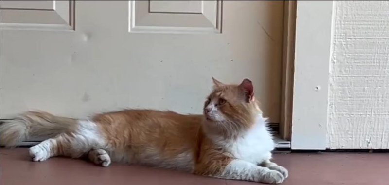 Cat named George comes home after leaving an animal hospital in Florida. 