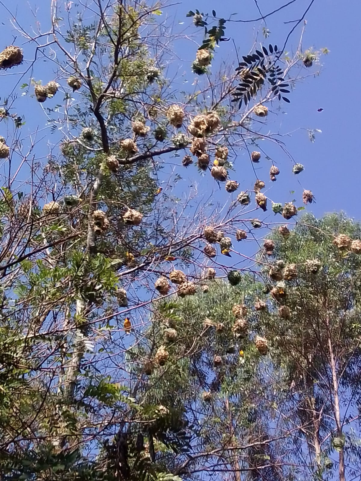 A photo of the community of weaverbirds I took
