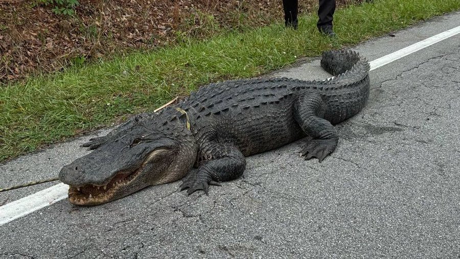 Pepe The Alligator removed from a road in Onslow County in North Carolina 