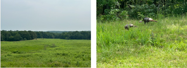 Scenery and wildlife at the Land Between the Lakes.  Photos taken by and the property of FourWalls.
