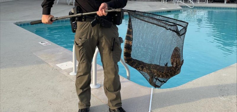 A deputy with the BCSO removes a baby alligator from a pool in North Carolina