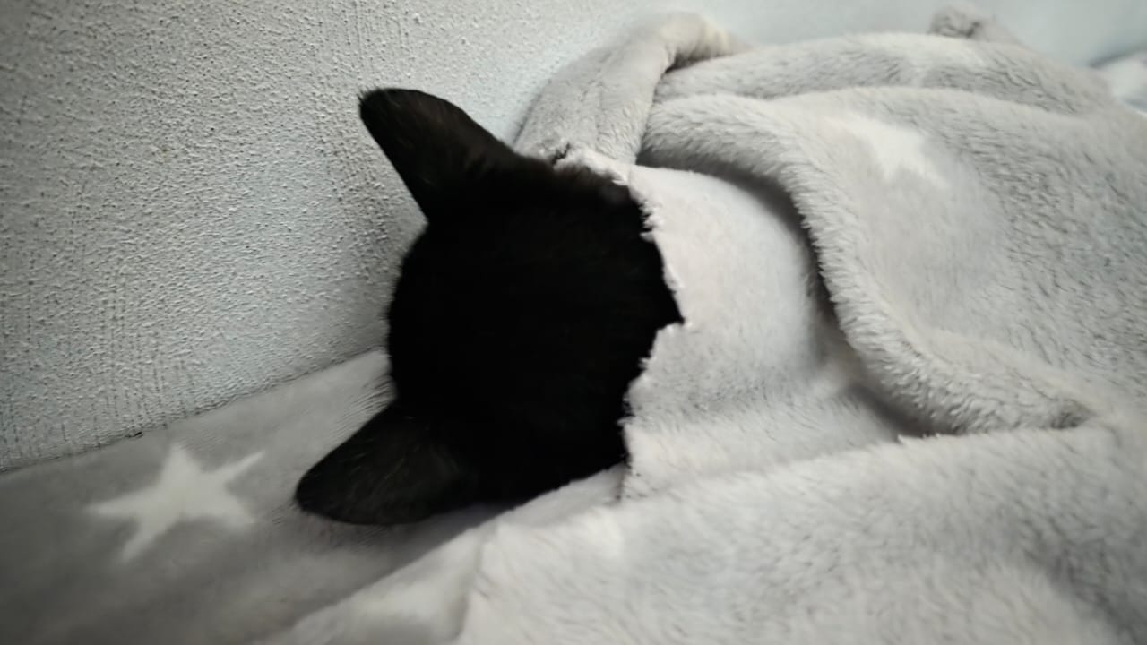 Batman sleeping with his stars blanket