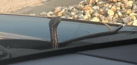 A black rat snake showing itself to a woman driver in Missouri.