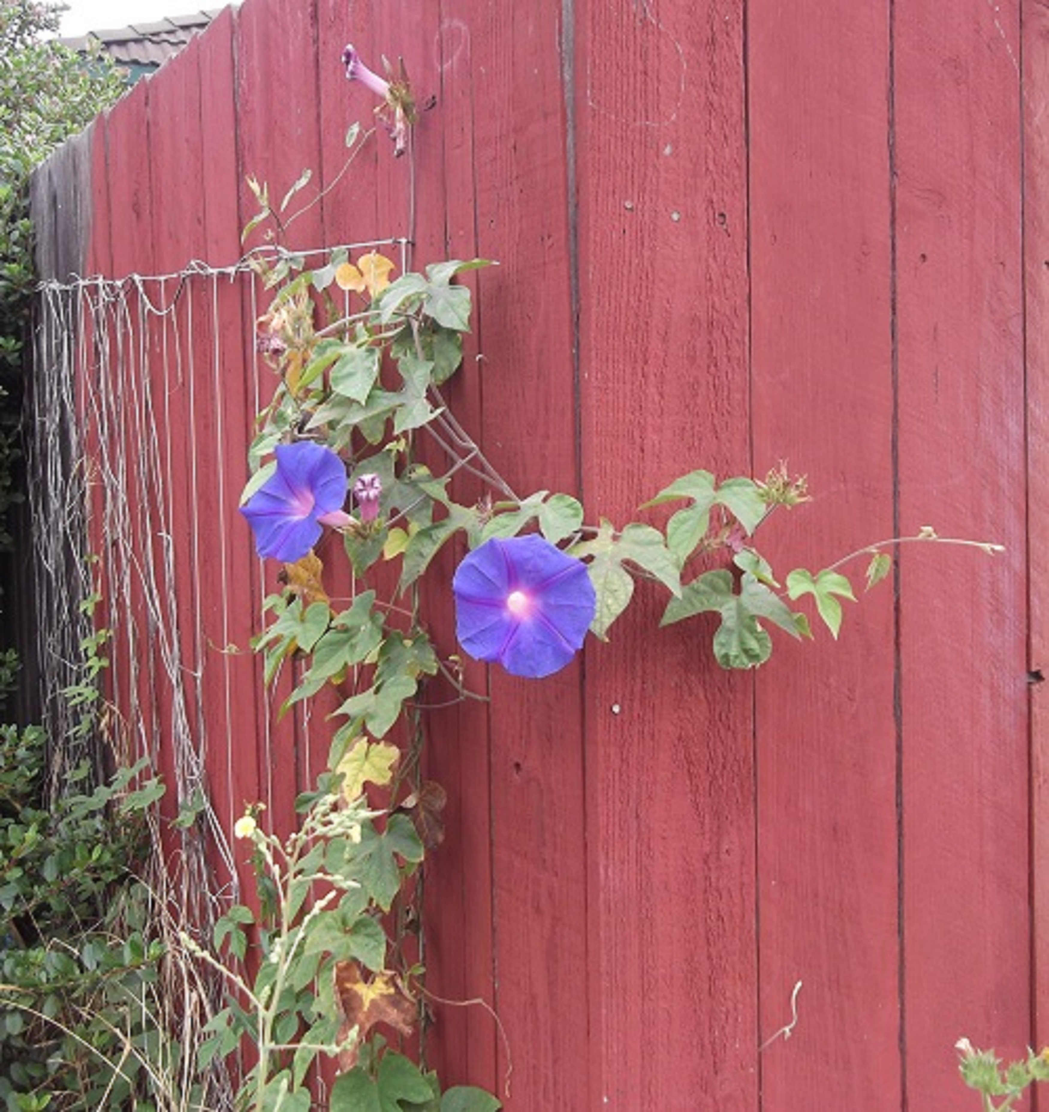 Photo taken by me 8-1-15