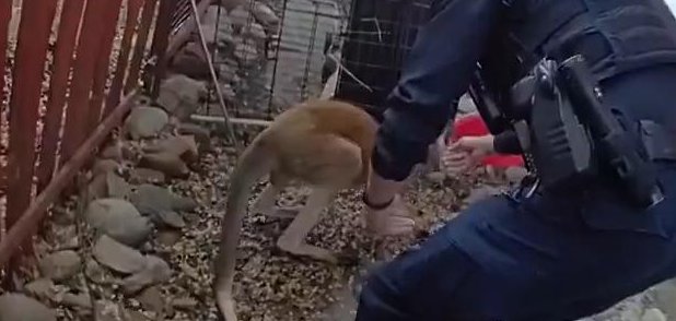 Durango police officer captures a kangaroo that ran away from home.