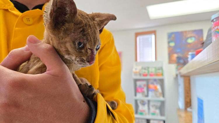A male kitten that was rescued in a fire in Oregon being taken care of by veterinarians