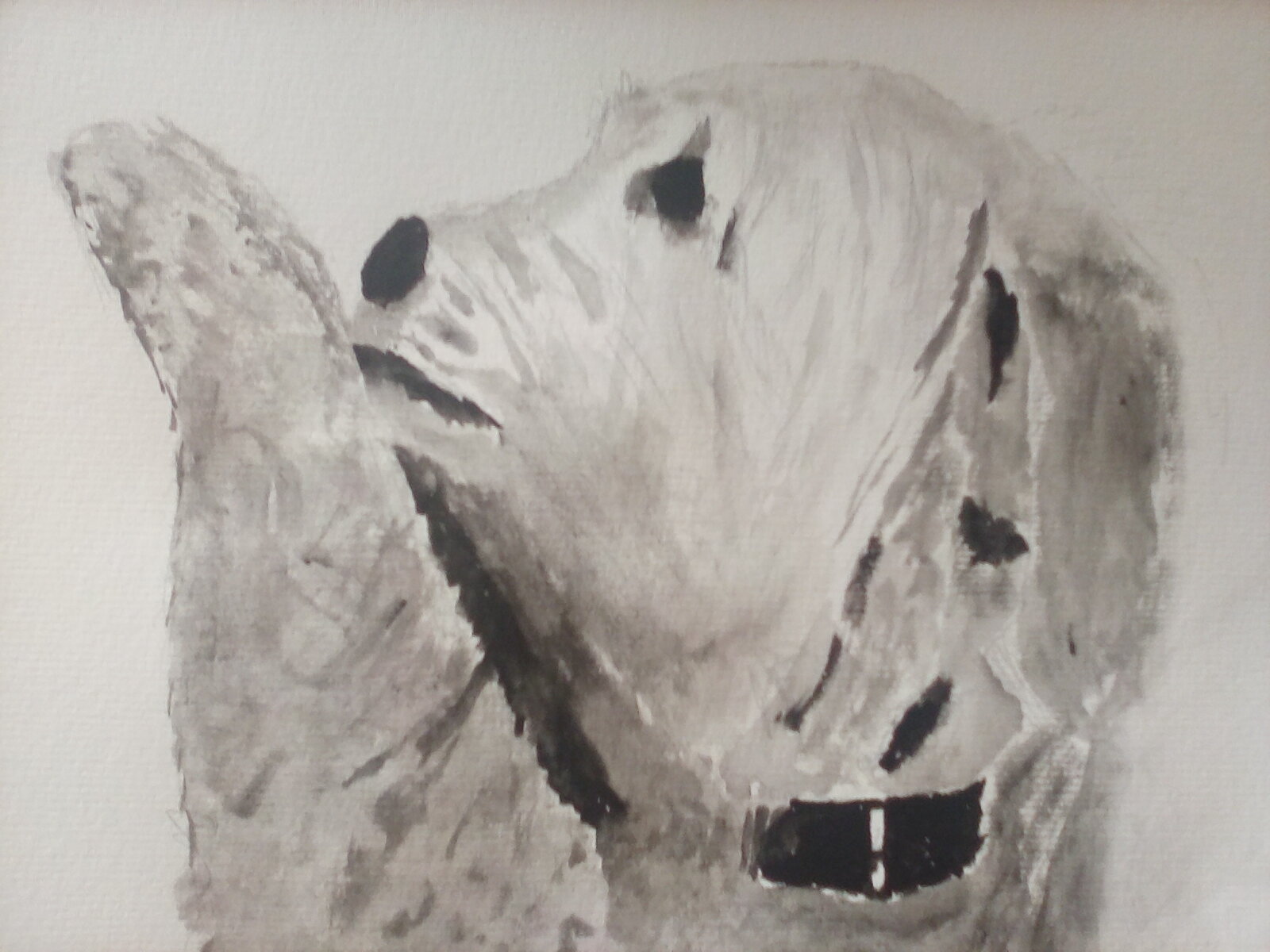 Wynne&#039;s dog Ginny.