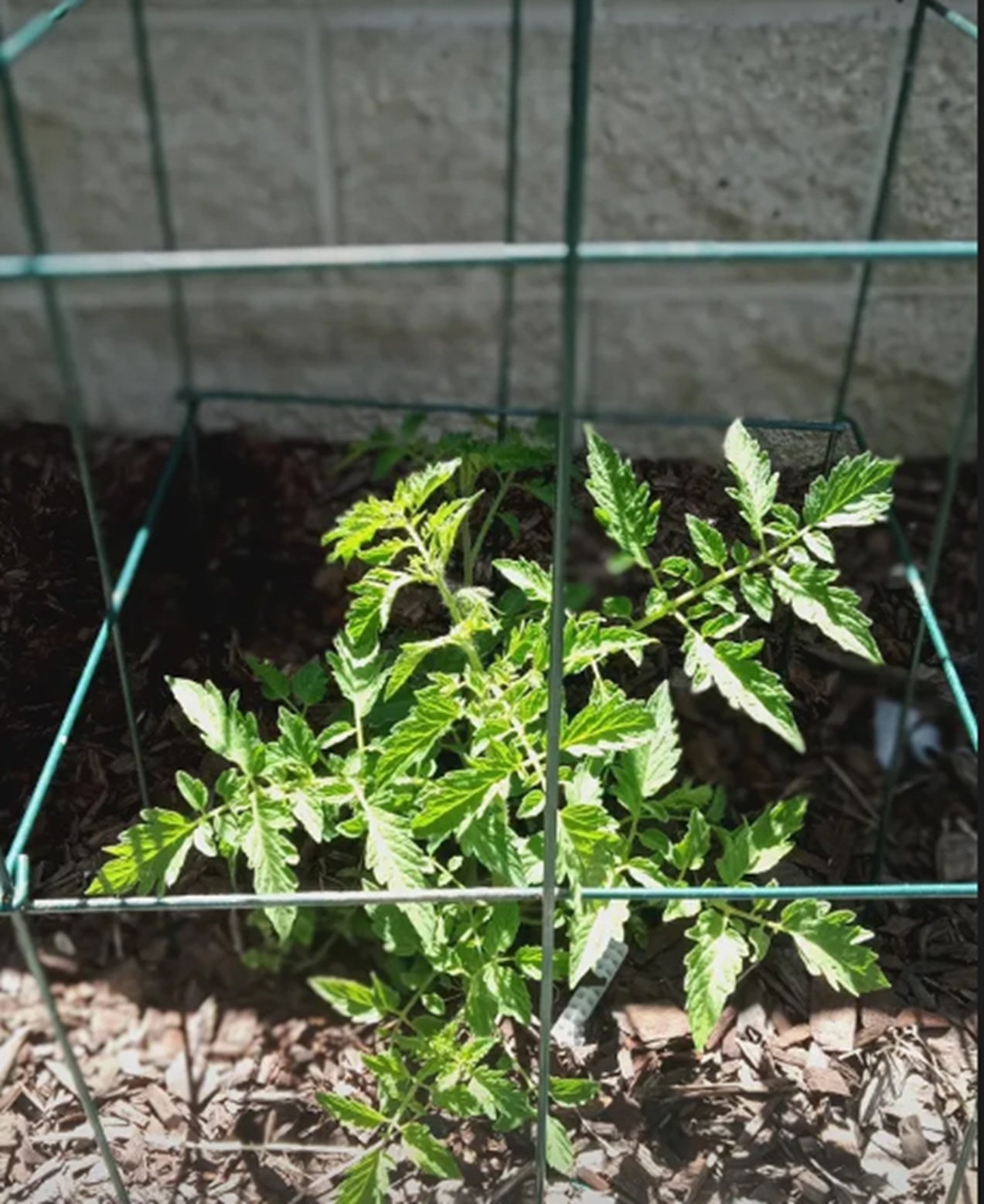 Photo I took of the tomato plant today