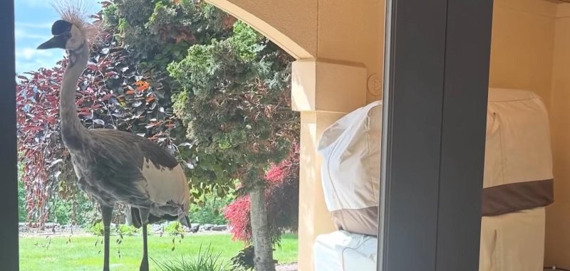 Missing crane returned to a zoo in Washington state after an escape. 