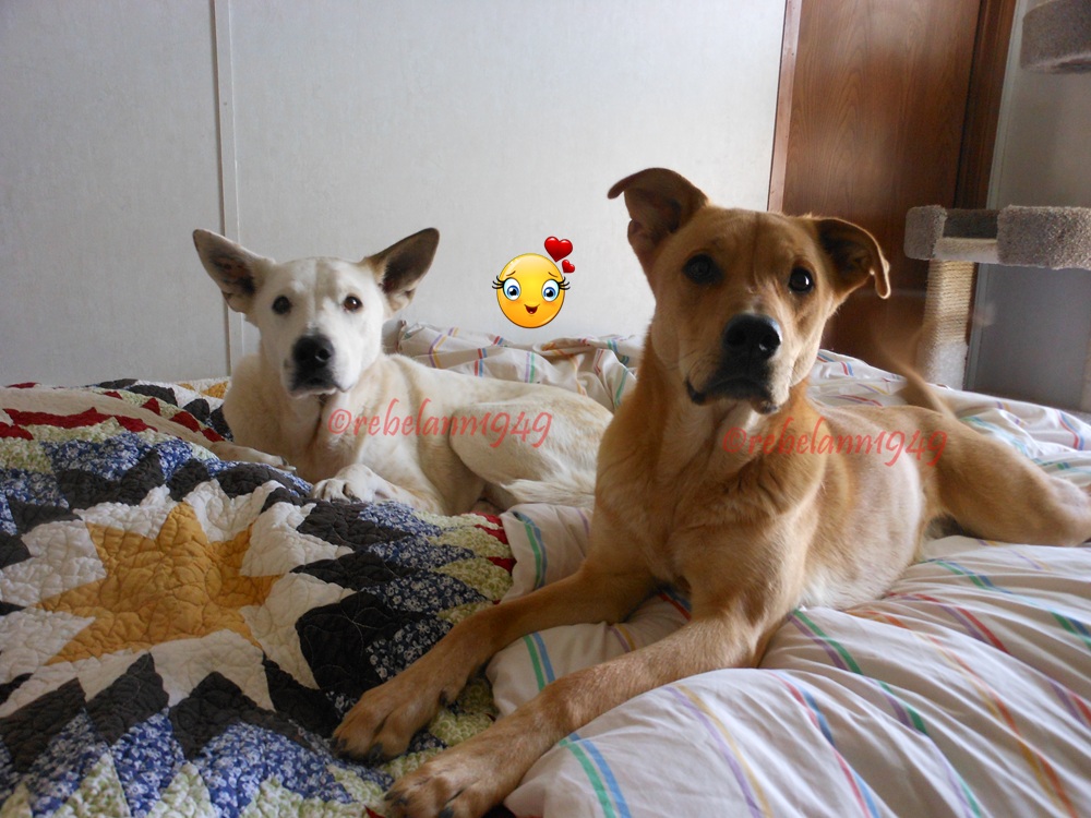 Mykey n Ally were trying so hard not to show how much they were begging