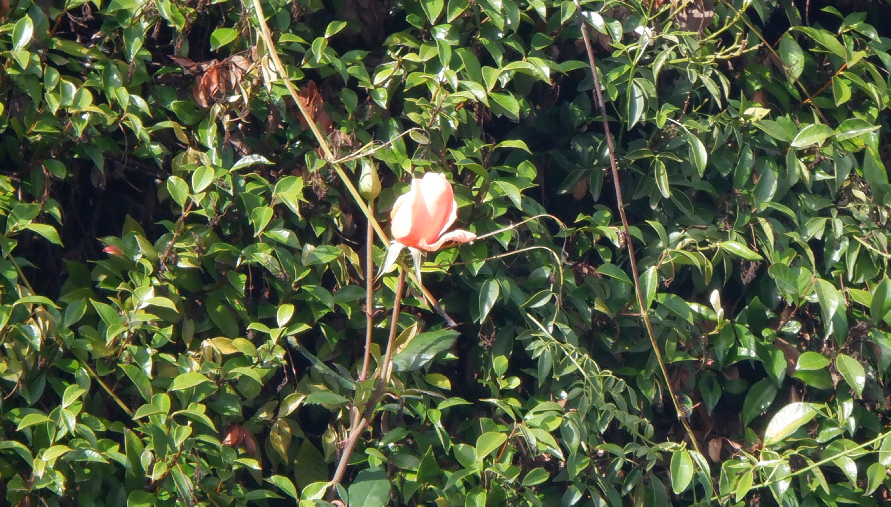 Photo taken by me 11-3-21 Photo taken by me 11-3-21