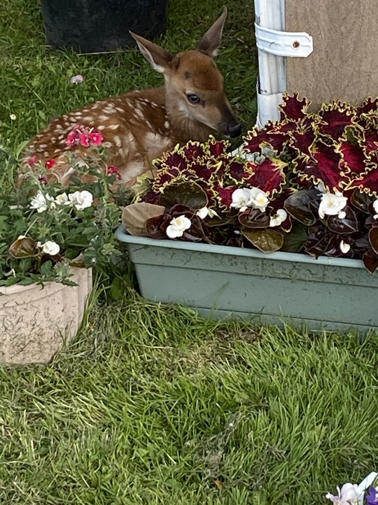 Newborn fawn taken with my iPhone
