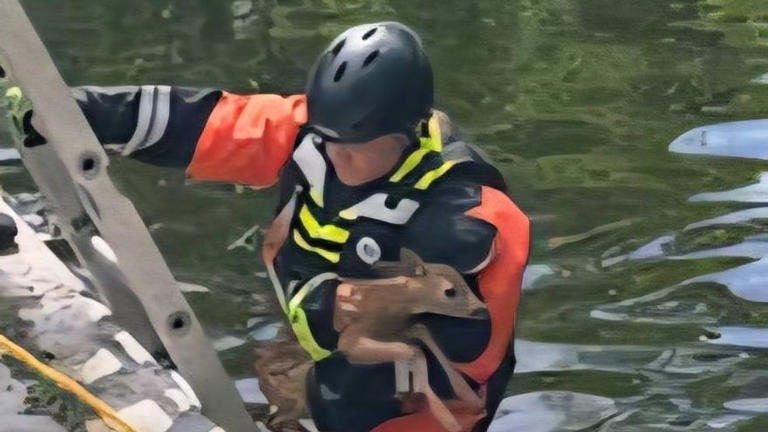 Glens Falls firefighter Barton rescues a fawn trapped in the Feeder Canal Glens Falls firefighter Barton rescues a fawn trapped in the Feeder Canal