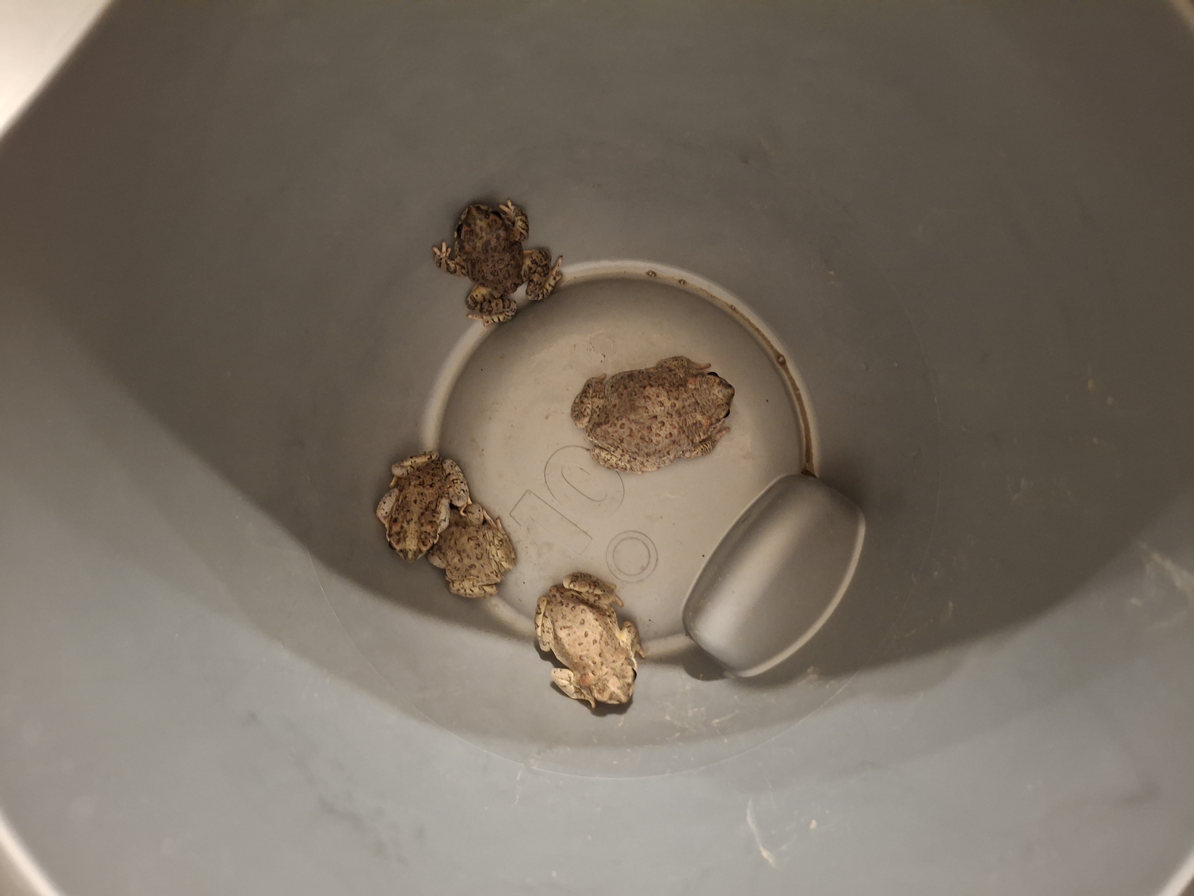 5 red-spotted toads found and released 