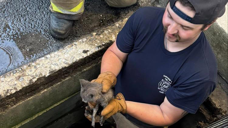 Firefighters in Pennsylvania rescue two kittens trapped in separate storm drains
