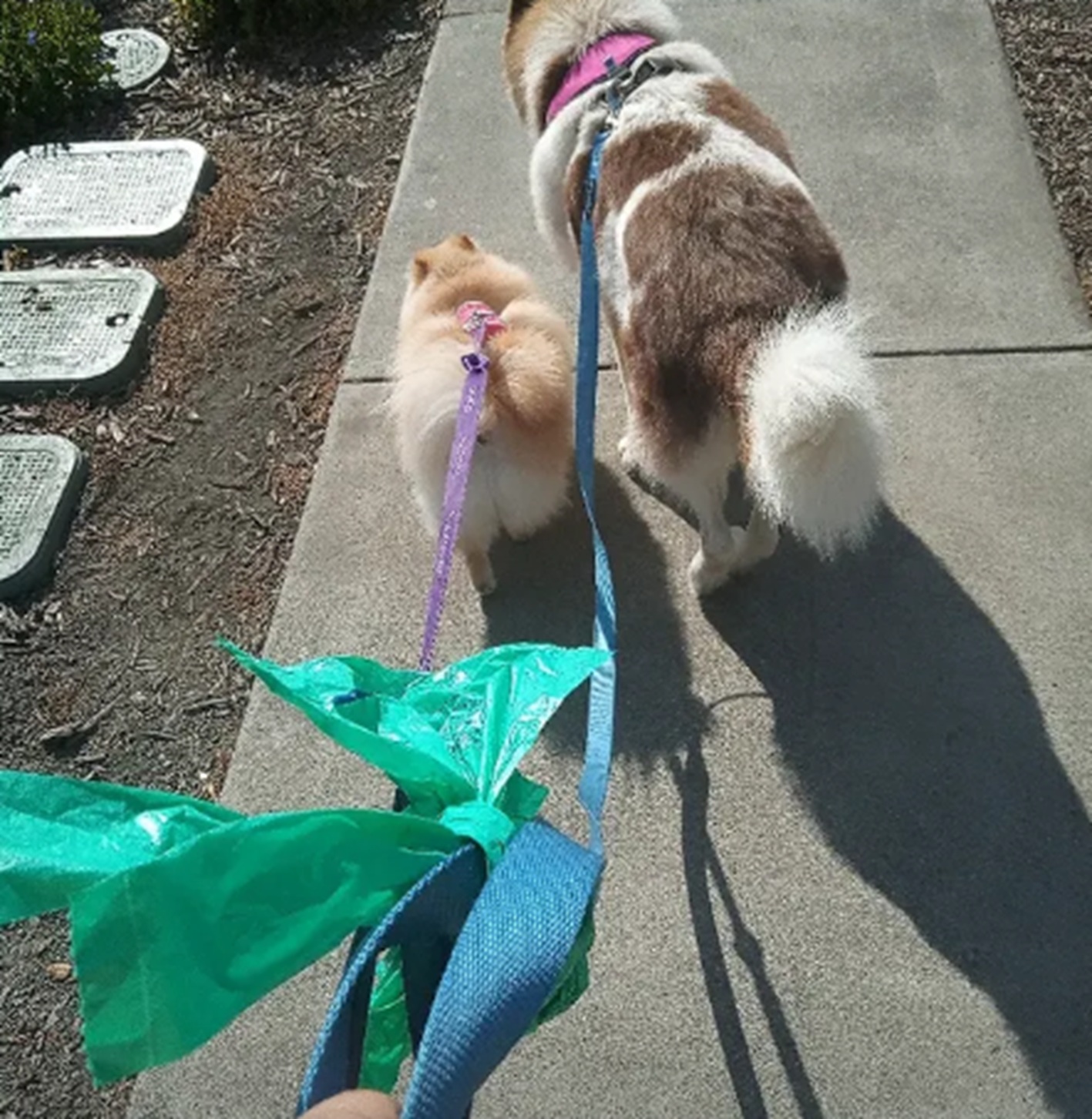 Photo I took of Leia and Ariel