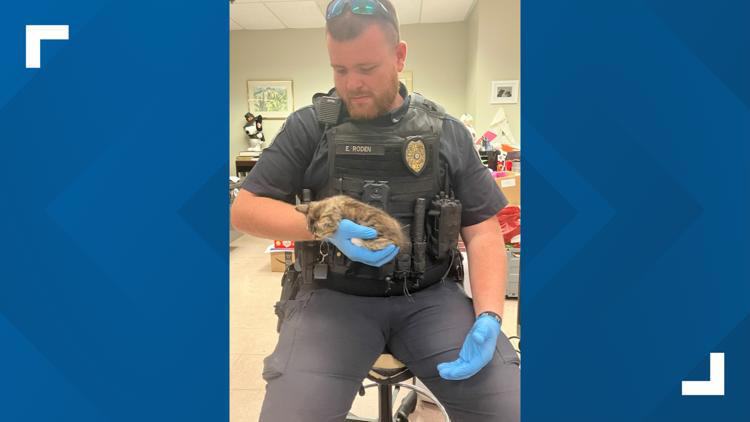 Georgia police officer Evan Roden rescues a kitten in Rome Georgia 