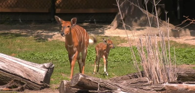 Antelope has a brief escape from their primary care area in a zoo in Illinois.  