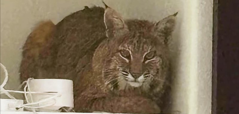 Bobcat inside of a home in Colorado sitting behind a television.