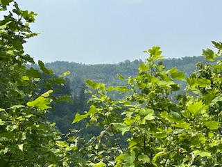 Red River Gorge.  Photo taken by and the property of FourWalls.