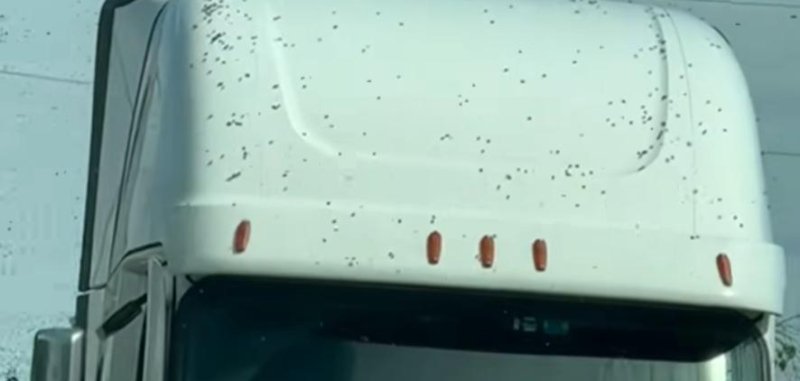 Tractor trailer accident that released around 14 million bees on a highway in Washington 