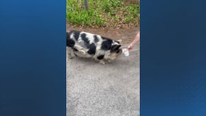 Hog running on the loose in Orleans Massachusetts