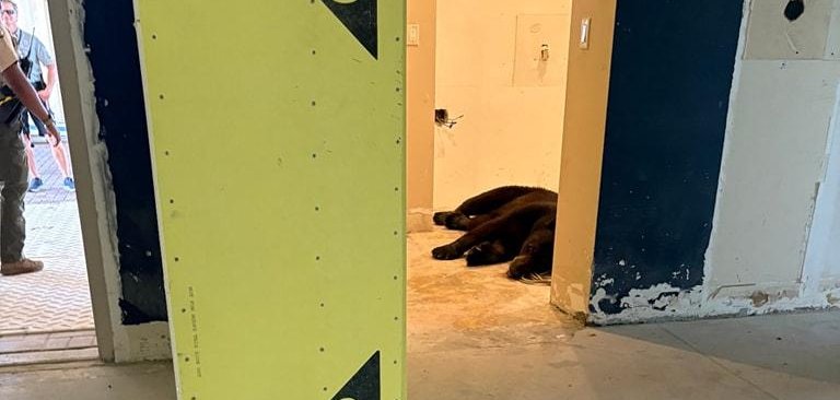 Black bear taking a nap inside of a condo under construction in Florida.