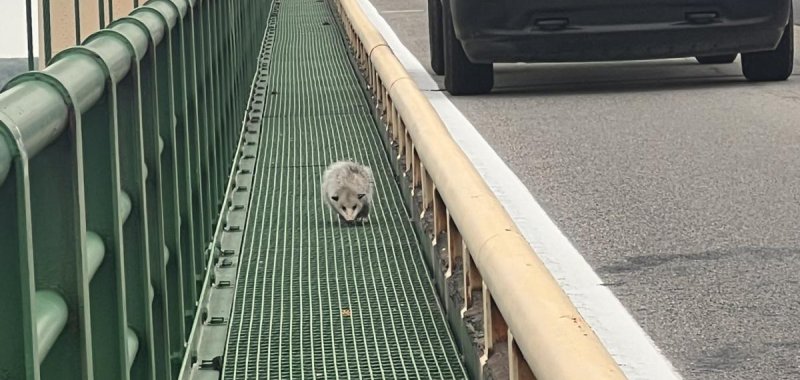 Opossum seen on the Mackinac Bridge in Michigan